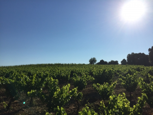 languedoc,mas coutelou,catherine bernard,mas jullien