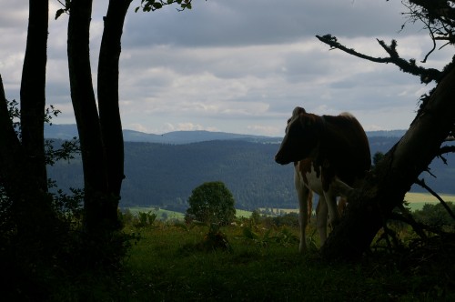 IMGP7829.JPG
