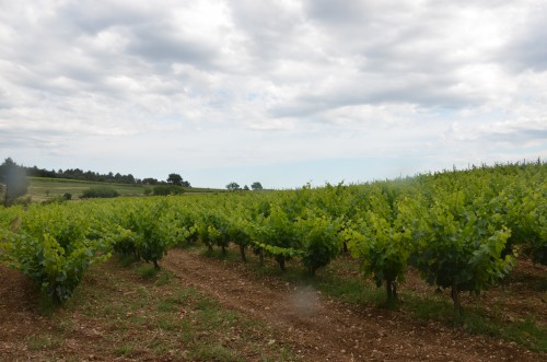 catherine bernard,hérault,languedoc,