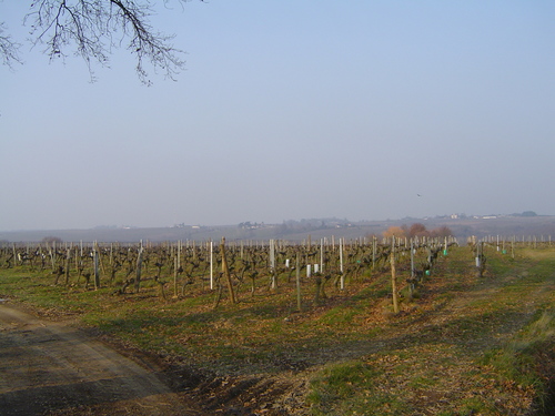 Savennieres_2006_015