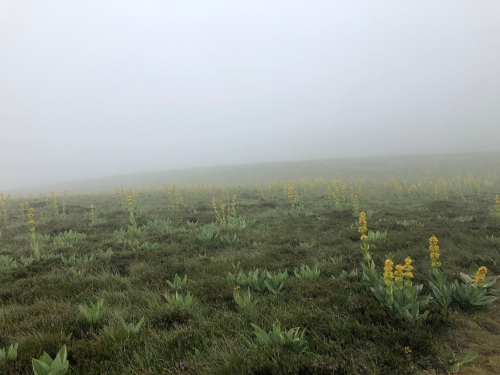 auvergne,sancy,domaine miolanne,saint-eutrope,harry lester