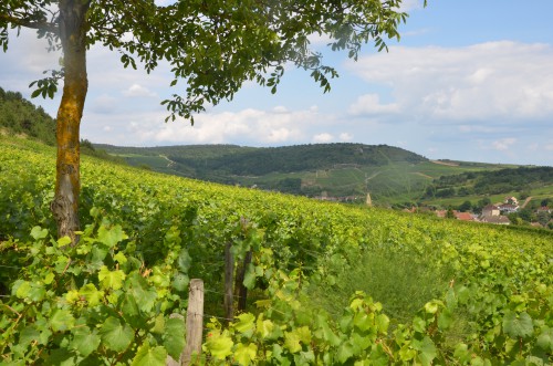 dominique derain,biodynamie,saint-aubin,bourgogne,les bans