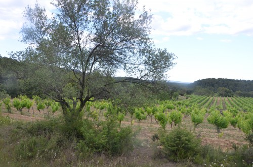 catherine bernard,hérault,languedoc,