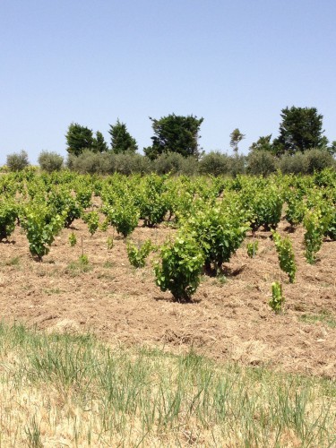 gramenon,clos des mourres,jean-philippe bouchet,ingrid bouchet,édouard fortin,les grands enfants,domaine d'ouréa,vincent thomas,clos baccarat,