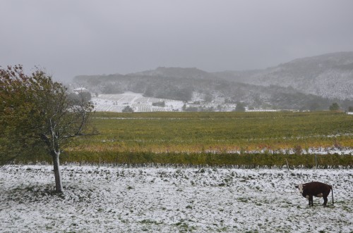 vinocamp,savoie,