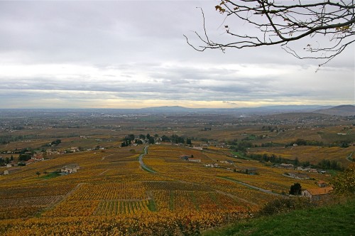 vendredis du vin,gamay,beaujolais,beaujolais nouveau