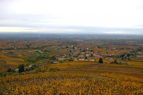 vendredis du vin,gamay,beaujolais,beaujolais nouveau