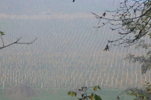 beaujolais,beaujolais nouveau,beaujolais-villages,vauxrenard,michel guignier,domaine des côtes de la molière,isabelle perraud,lilian bauchet,château des bachelards,domaine de la fully,céline-audrey vermorel