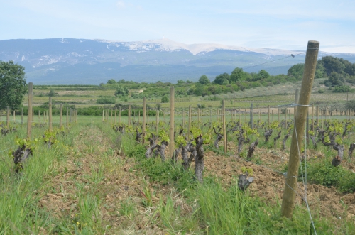 ventoux,dentelles de montmirail,grihète,nyons,olivier b.,nez,gigondas