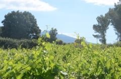 ventoux,olivier b.,philippe gimel,les amidyves,saint-jean du barroux,carpentras,chez serge