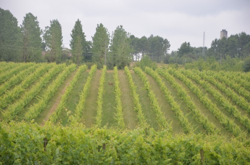 stéphanie roussel,lassolle,côtes du marmandais,romestaing,ad naturam