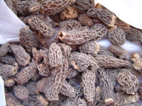 Morilles2_005