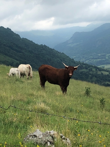 monts du cantal,puy mary,salers,le falgoux,épicerie de dienne,auberge de chassignoles,badoulin,stephan elzière