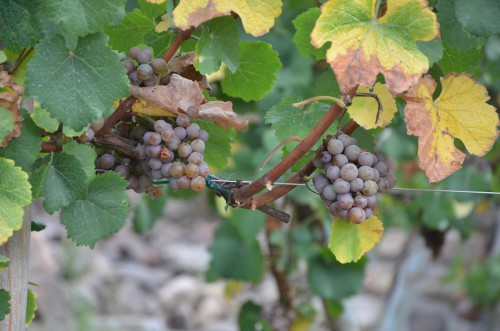 loire,côtes du forez,côtes roannaises,le puy saint-romain,domaie mondon-demeure,gaec du pic,vin&pic,viognier,aldebertus,cuvée diana