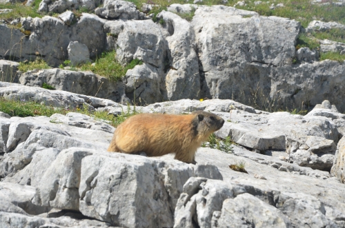 vercors,diois,die,glandasse,chatillon en diois,la goguette mobile