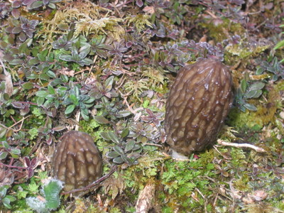 Morilles_2006_002