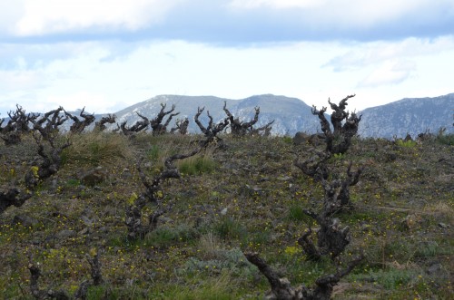 côtes du roussillon,domaine de la boria,vincent balansa,fenouillèdes,syrah,trilla